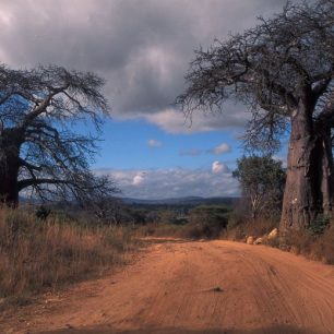 Majestátní svědkové dávnověku - baobaby, Tanzánie