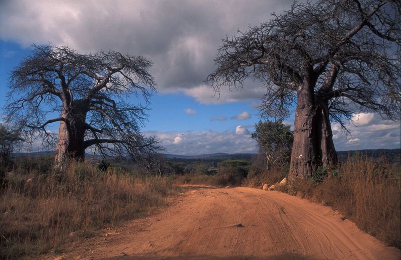 Majestátní svědkové dávnověku - baobaby, Tanzánie