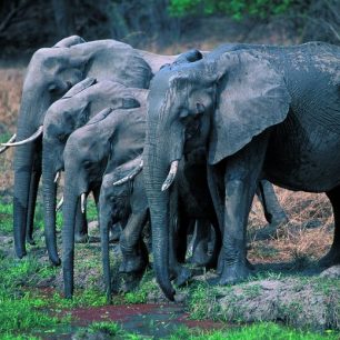 Sloní rodinka v NP Tarangire, Tanzánie