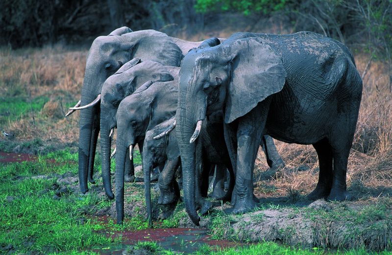 Sloní rodinka v NP Tarangire, Tanzánie