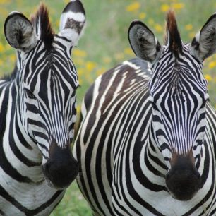 V květnu po skončení období dešťů africké savany hýří barvami, Tanzánie
