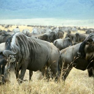 Každoroční migrace pakoní a zeber v Keni a Tanzánii čítá na tři milióny jedinců