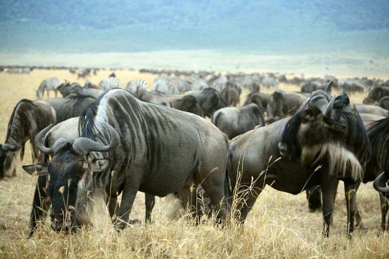 Každoroční migrace pakoní a zeber v Keni a Tanzánii čítá na tři milióny jedinců