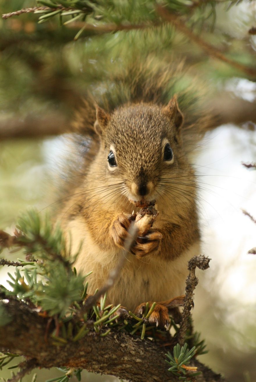 Rozličná fauna Aljašky