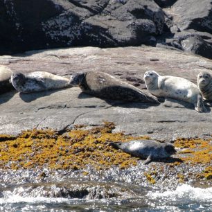 Na skaliskách si lenoší tuleni, kousek od nich dovádějí ve vodě lachtani.