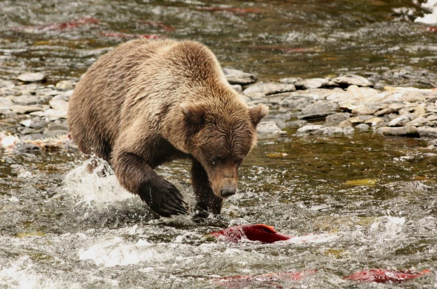 Russian river se spoustou lososů je medvědím rájem.