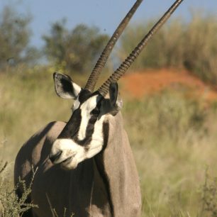 Přímorožec jihoafrický (gemsbok) je krásná antilopa, která dala jméno i jihoafrické části přeshraničního parku Kalahari, Botswana