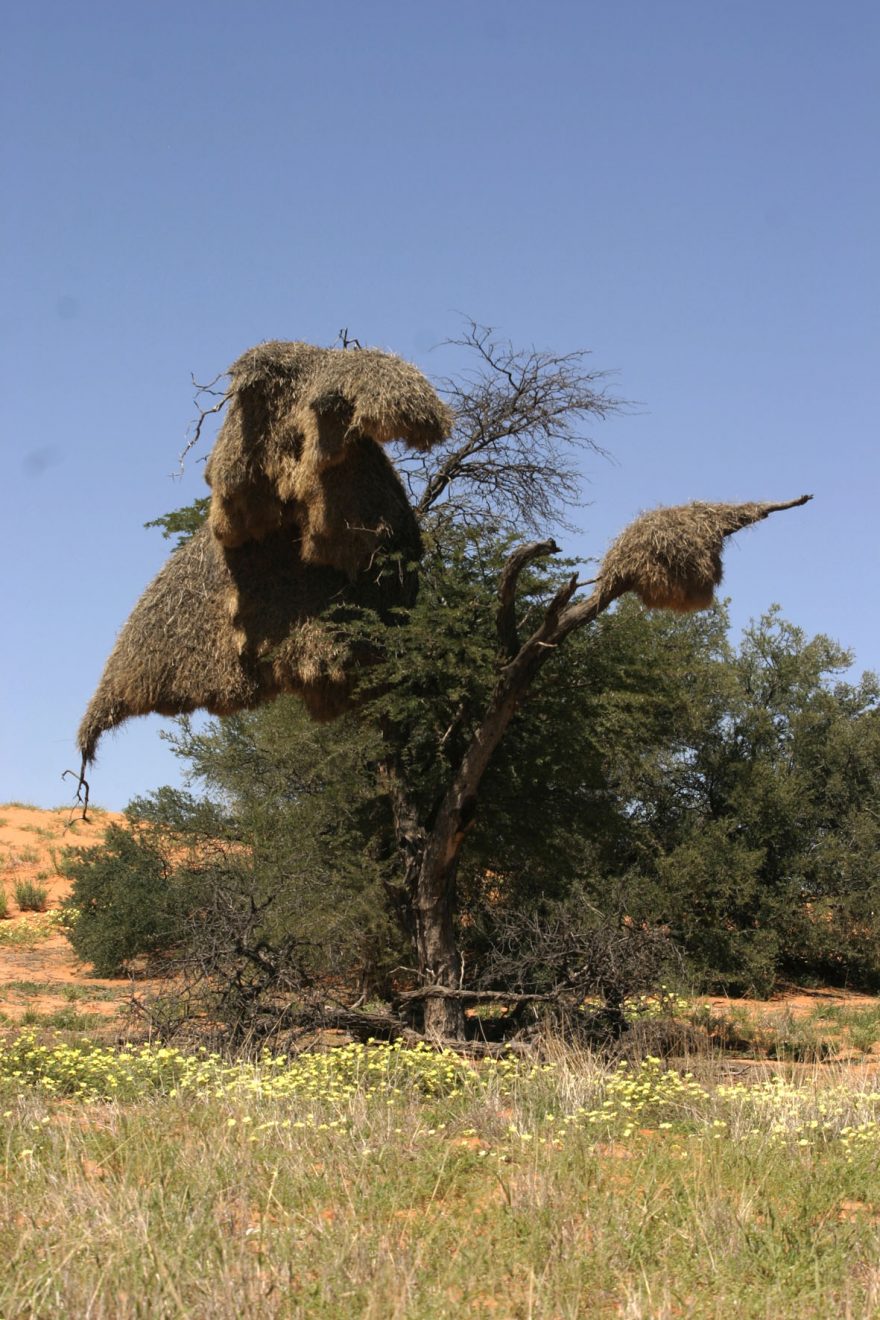 Snovači pospolití jsou asi jako vrabec velcí a velmi podobně zabarvení ptáci. V pouštních oblastech si stavějí obrovská hnízda, která svou váhou někdy zlomí i silné větve mohutných stromů, Botswana