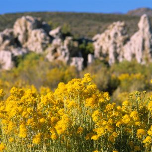 Je právě podzim. Husté keříky rabbit brush rozveselují stráně a kopečky svou svítivě žlutou barvou. Mezi nimi provoňují vzduch větvičky bujného, stříbřitě zeleného pelyňku.