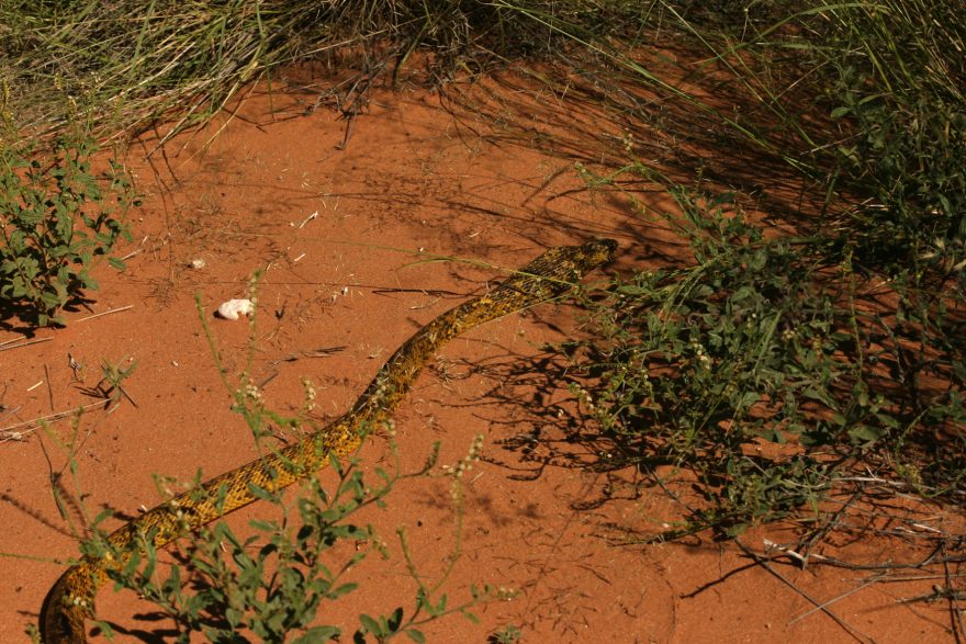 Krásná pouštní kobra je poměrně vzácným společníkem. Tahle se nám v Kalahari plazila přes cestu, Botswana