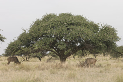 Akácie vlnatá kromě toho, že poskytuje blahodárný stín, dává i léčivé plody.