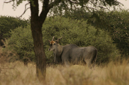 Antilopa losí. Tři čtvrtě tuny živé váhy. Zvíře, které bylo pro Křováky symbolem bohatství, ale i majestátem pouště. 
