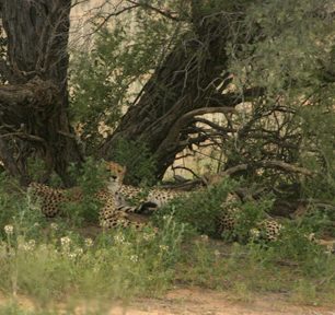 A takhle když si vezmete dalekohled nebo telekonvertor.