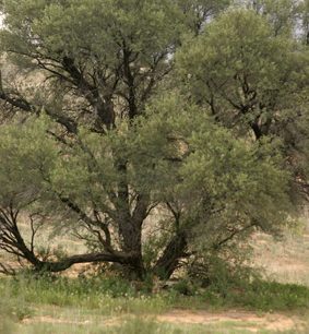 Takhle to vypadá, když míjíte strom, pod kterým si hoví gepardí rodinka.