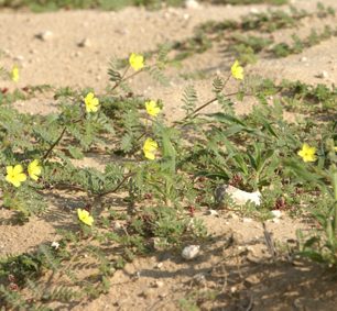 Jedna ze žlutý kytiček v Kalahari. Tahle občas vytváří celé žluté koberce.
