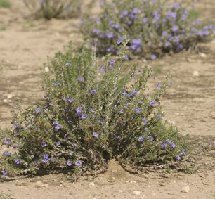 Krásná modře kvetoucí kytička. Její keříky jsou asi 30sm vysoké. Jeden vedle druhého zdobí Kalahari.
