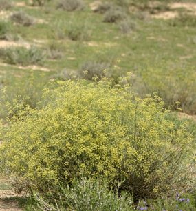 Poměrně vysoký žlutě kvetoucí keř využívá krátkého období, kdy je dost vláhy.