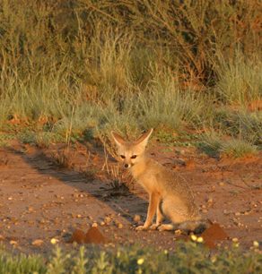 Kapská liška je drobná šelma málo k vidění. Byla prvním zvířetem, která nás uvítalo v parku. Bylo nám ctí.