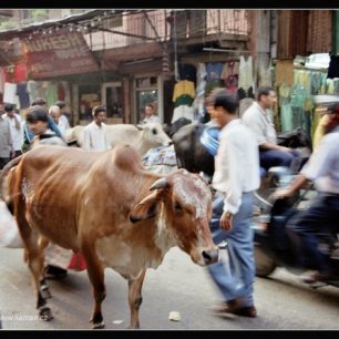 V Indii lze na krávy narazit téměř všude. Ordinace zubařů nebývají výjimkou.