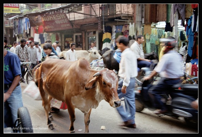V Indii lze na krávy narazit téměř všude. Ordinace zubařů nebývají výjimkou.