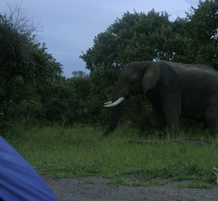 Největší z velkých. Cestou do kempu jsme viděli slonů mnoho, ale to není ono. Tenhle přišel na návštěvu.