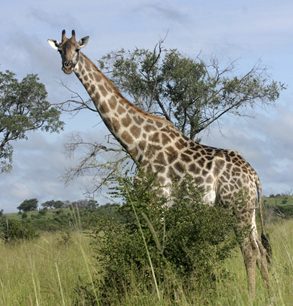 Rodinka žiraf se pásla v nejpěknějším místě parku.