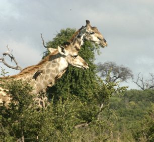 Objevili jsme v Chobe nový druh. Žirafu dvouhlavou. Zvědavá je ale úplně stejně jako ta s hlavou jedinou.