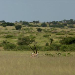Gemsbok odpočívá v trávě Deception Valley. Je večer a my se vracíme do tábora.