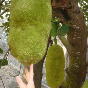Jackfruit - největší ovoce na světě (Zanzibar)