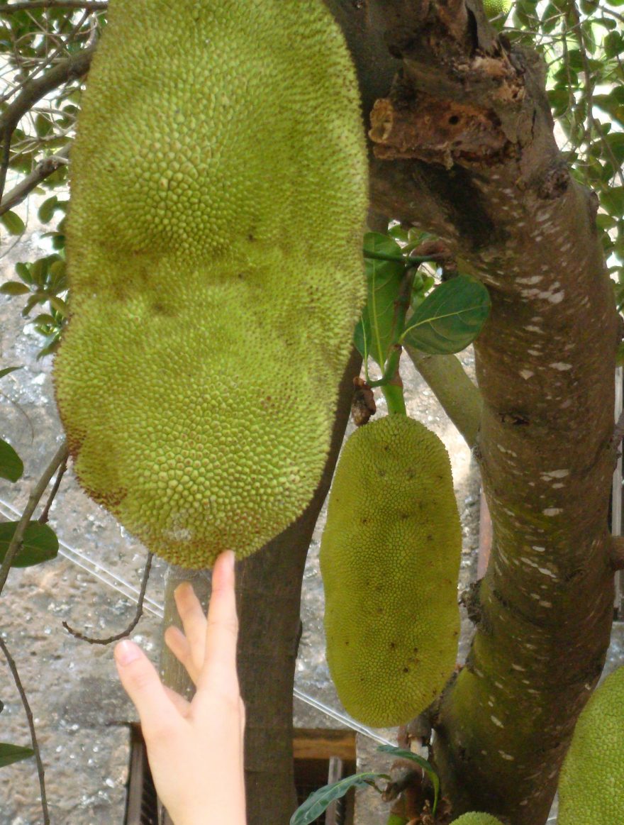 Jackfruit - největší ovoce na světě (Zanzibar)