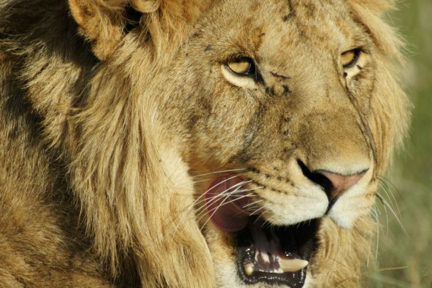 Lev v Serengeti