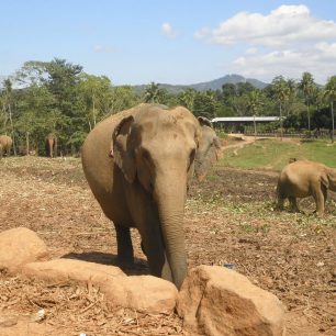 Sloni na Srí Lancd