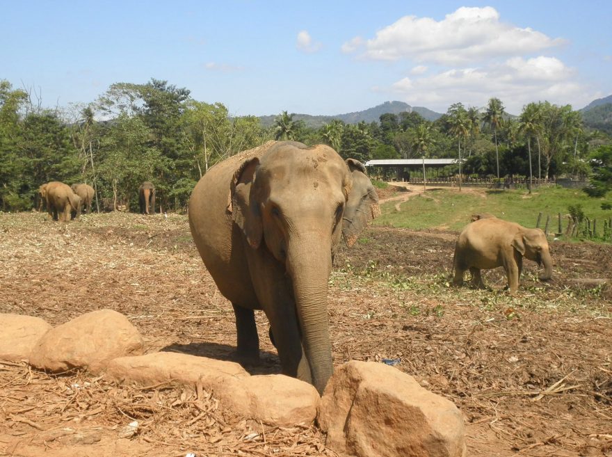 Sloni na Srí Lancd