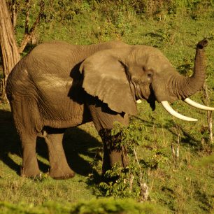 Slon se přišel podívat přímo k našemu kempu.