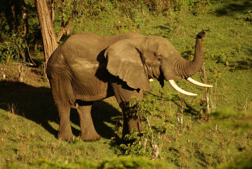 Slon se přišel podívat přímo k našemu kempu.