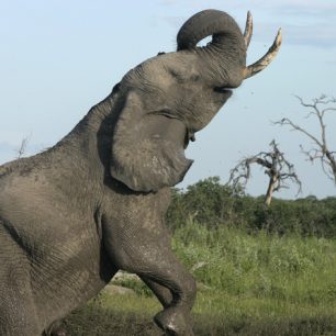 Když tenhle slon lezl z dolíku, kde si dával sprchu, vypadalo to, že tančí.