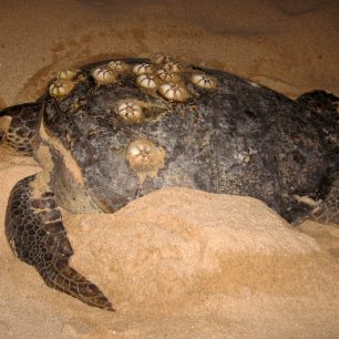 Zachraňované želvy