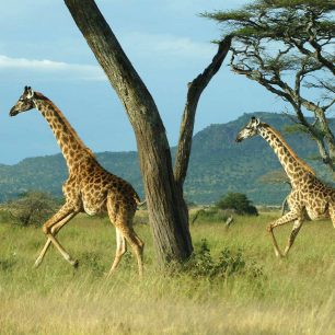 Žirafy v NP Serengeti