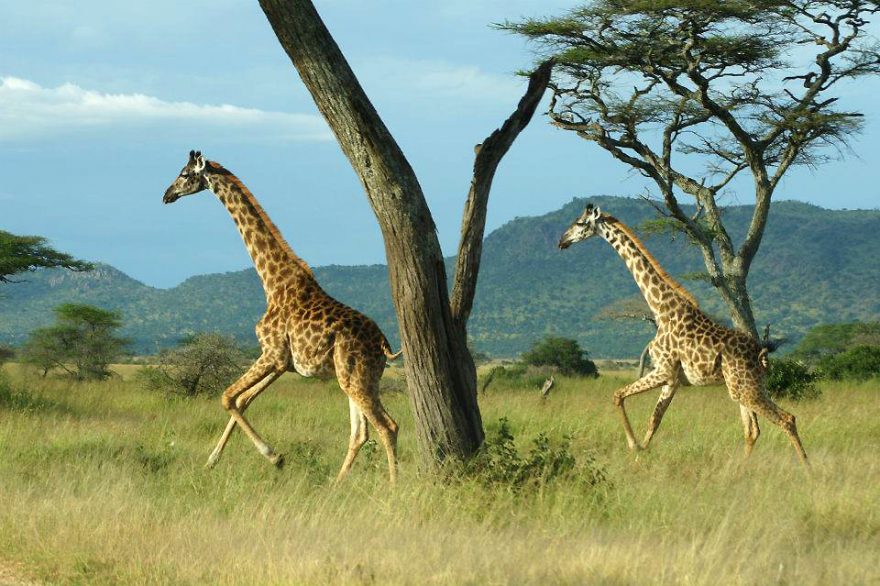 Žirafy v NP Serengeti
