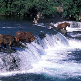 Aljašští medvědi