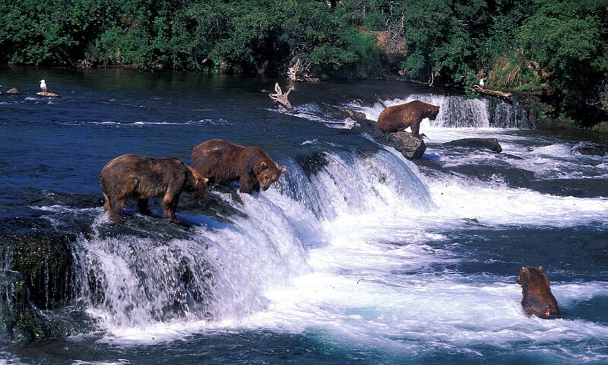 Aljašští medvědi