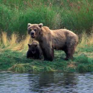 Na Aljašce žijí desetitisíce huňáčů 