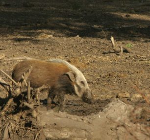 Zvíře, které se mi při všech předchozích cestách schovávalo. Štětkoun.