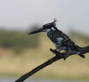Rybařík jižní je jedním z mnoha druhů ledňáčků žijících na jihu Afriky.