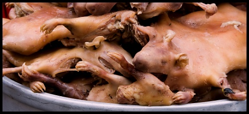 Prex hnus na talíři