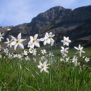 Louky u Kapetanova jezera, Moračke planine, Černá Hora
