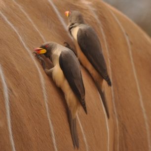 Klubači na hřbetech antilop