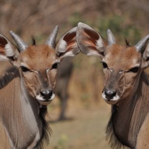 Mláďata antilop