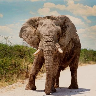 Namibie, NP Etosha, se slonem tváří v tvář