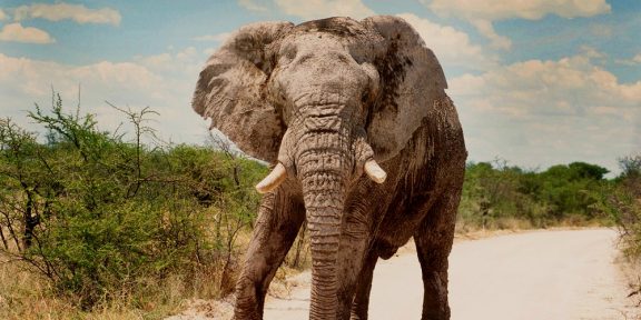 NP Etosha: život na dně vyschlého jezera